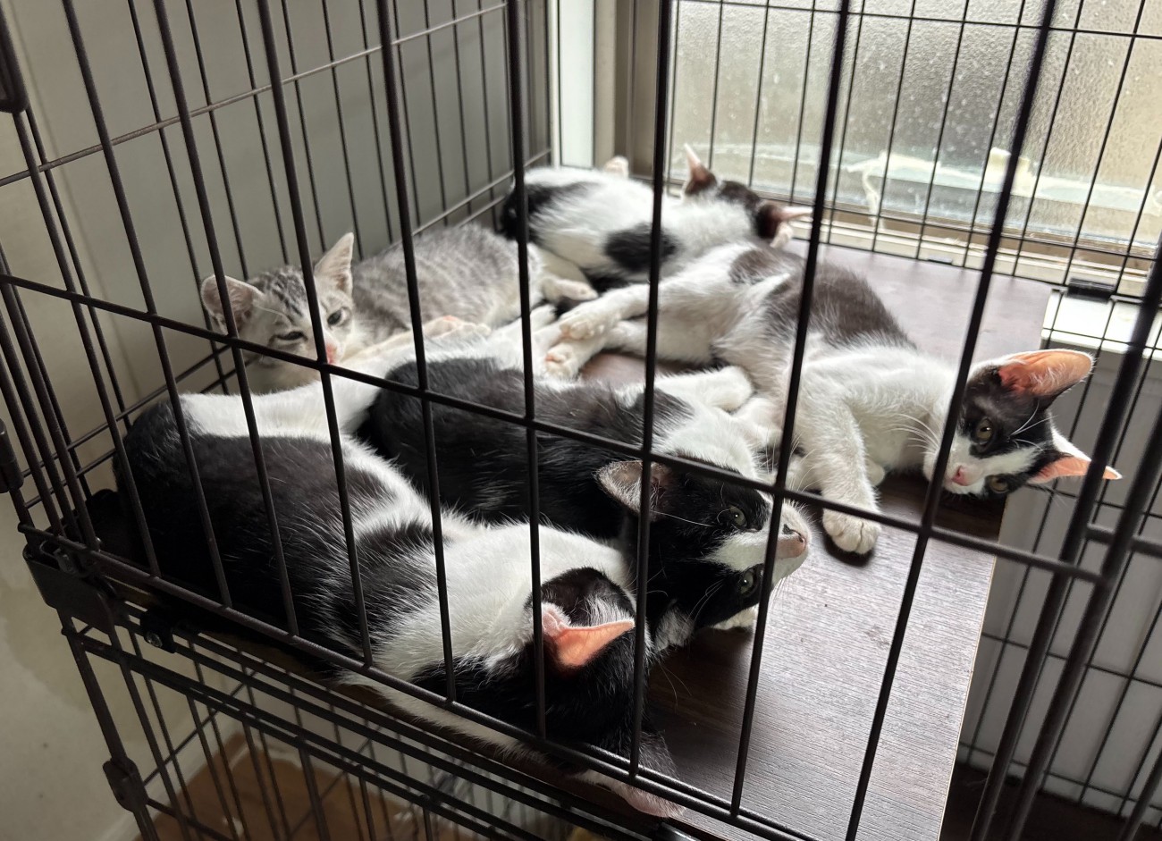 お昼寝する子猫