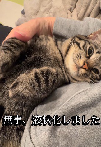 ひざの上に寝そべる猫