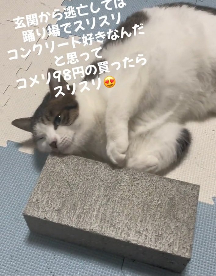 気持ちよさそうな猫