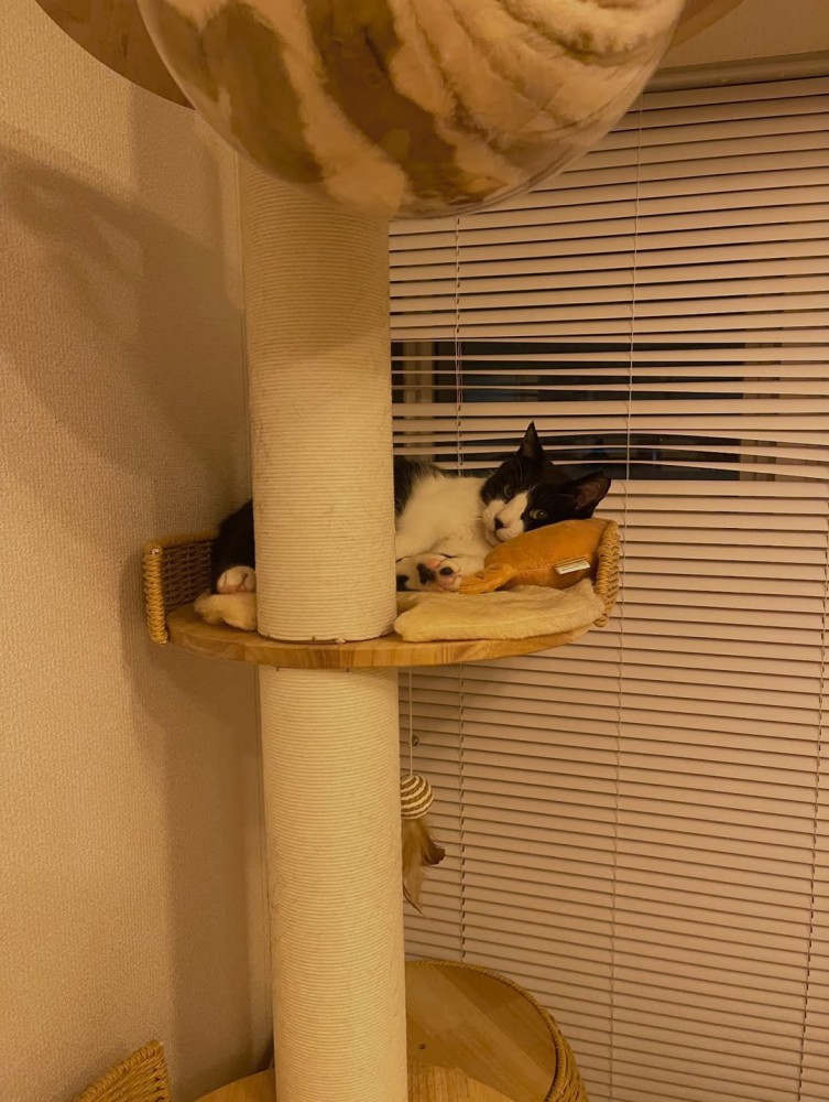 キャットタワーにいる猫