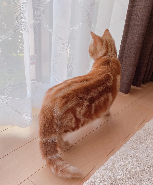 カーテン越しに外を見る猫