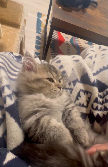 人にマッサージされている猫