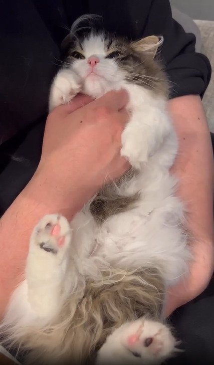 お腹を撫でられる猫2