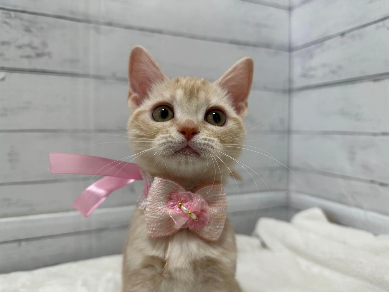 ピンク色のリボンをつけた猫