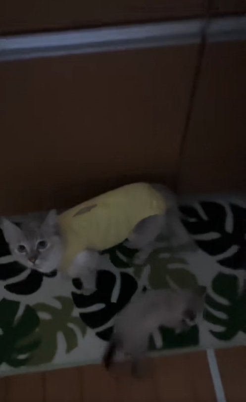 キッチンマットの上にいる母猫