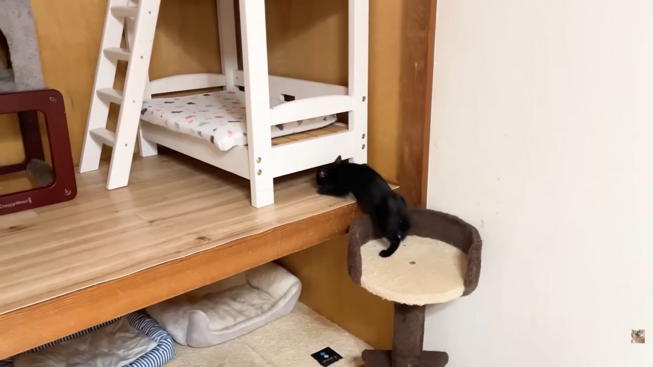 ベッドの下に潜りこむ黒子猫