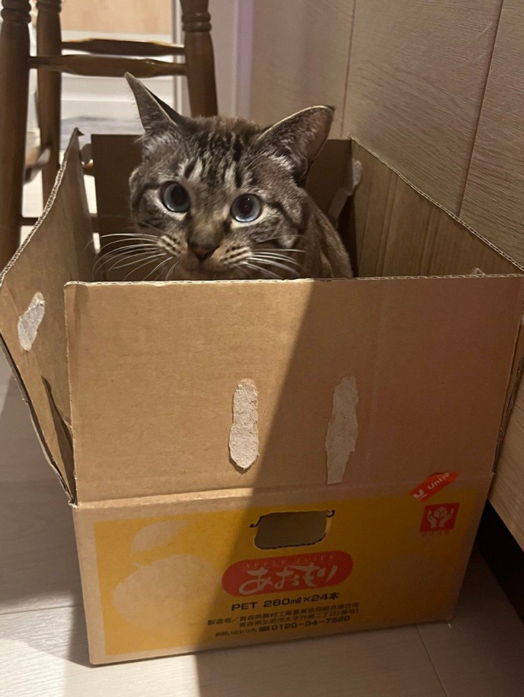 段ボールに入る猫