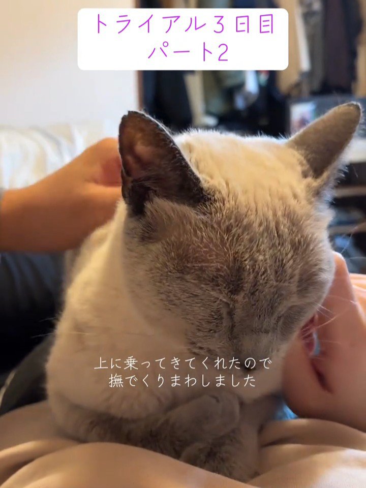 なでられる猫