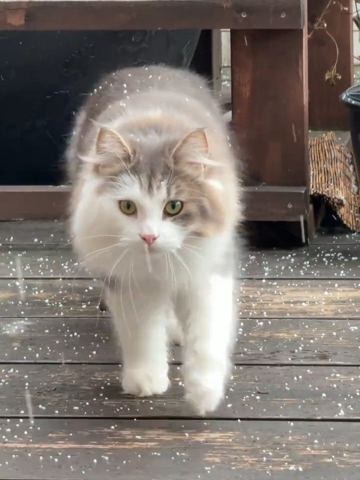 雪を乗せて歩く猫