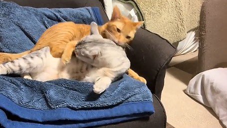 サバトラ猫を羽交い絞めにする茶トラ猫