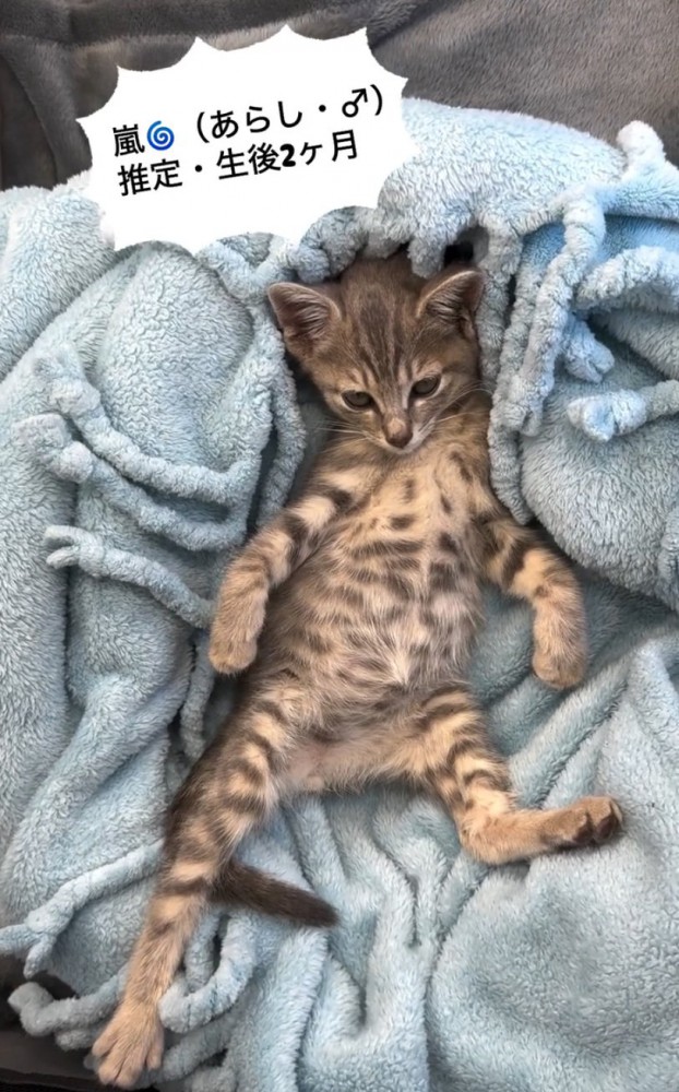 毛布の上で眠そうな子猫3