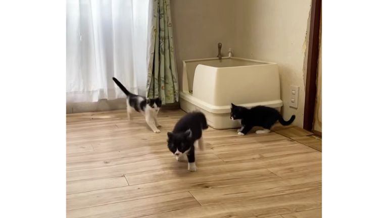 室内にいる猫
