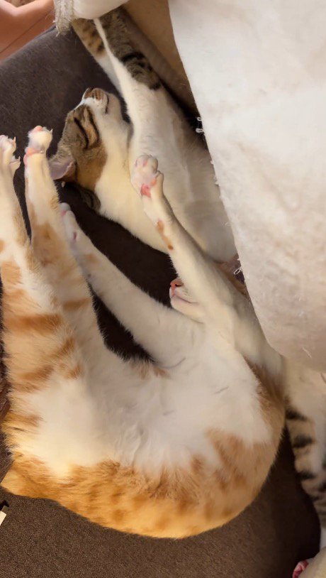 前足を伸ばし、すぐそばで眠る茶白猫とキジ白猫
