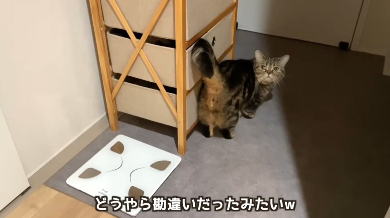家の中で歩いている猫