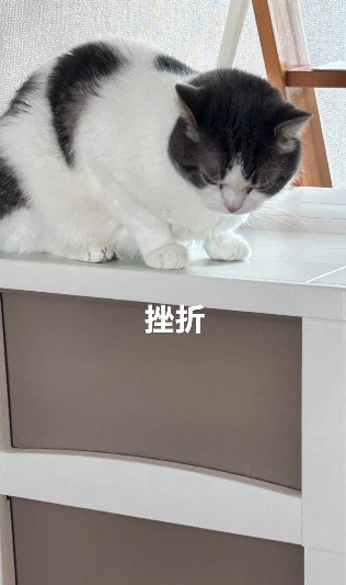 しょんぼりうなだれる猫