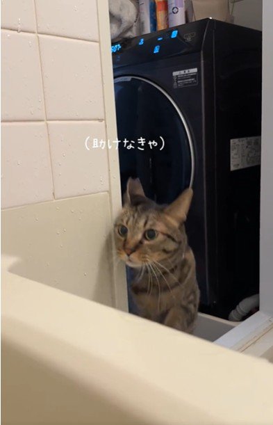 お風呂場に入ろうとしている猫