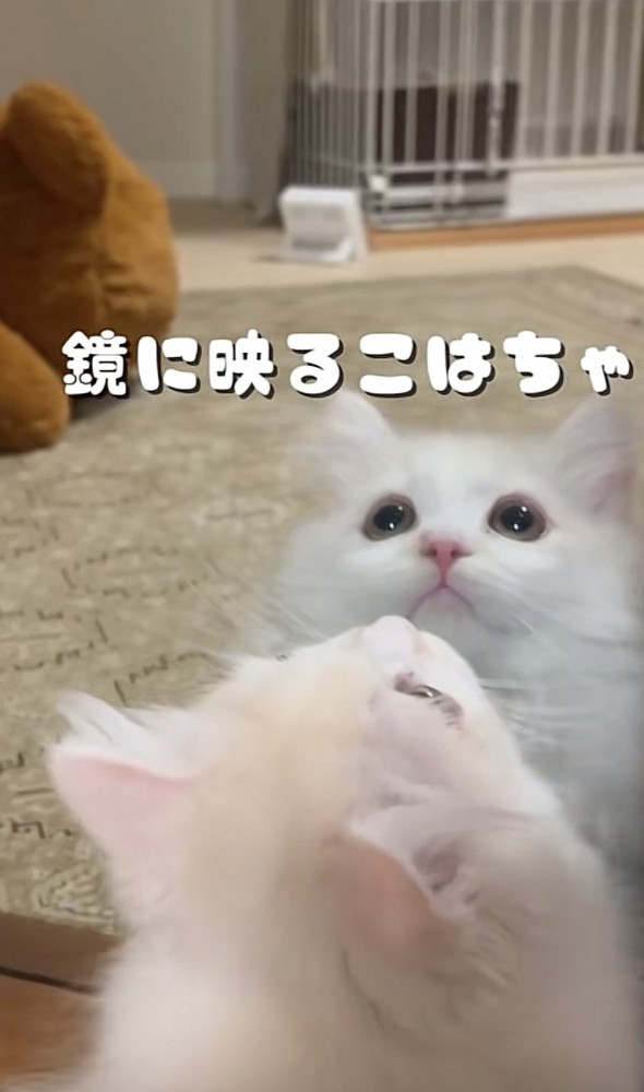 鏡の前で遊ぶ猫の写真1