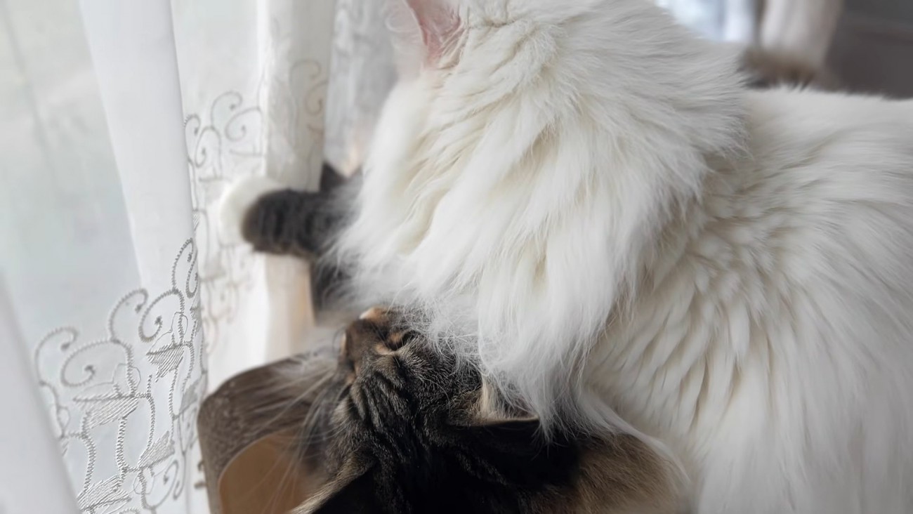 キジトラ猫とプロレスする白猫