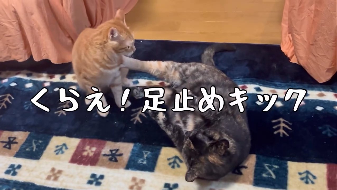 横になって猫を蹴る猫