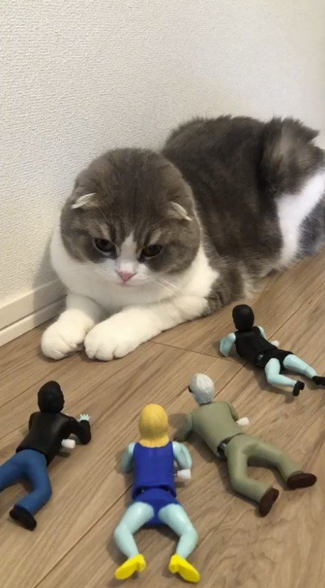 左側のおもちゃを見つめる猫