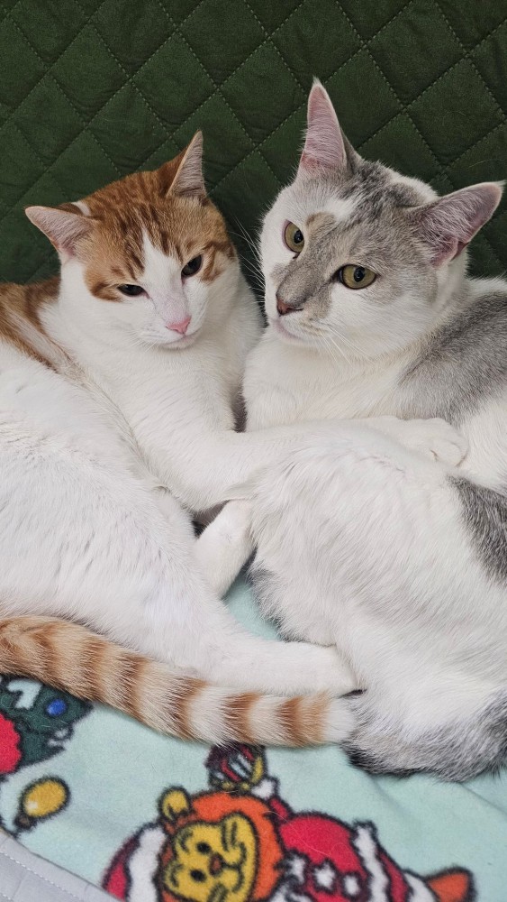 寄り添う2匹の猫