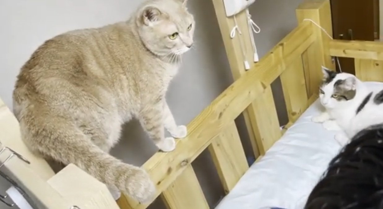 ベッドのふちにたっている猫