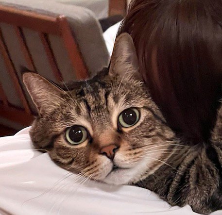 飼い主を見つめる猫