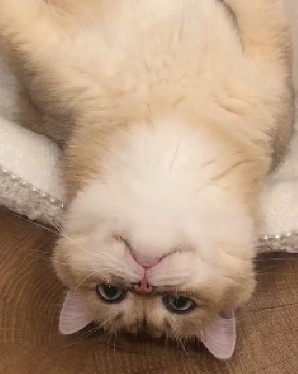虚無な猫
