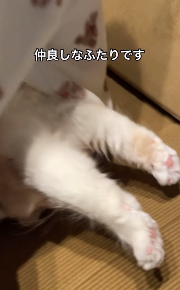 全身を伸ばす猫