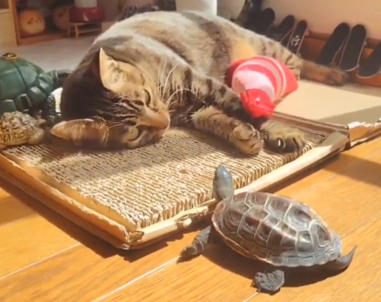 顔の目の前で見つめる亀