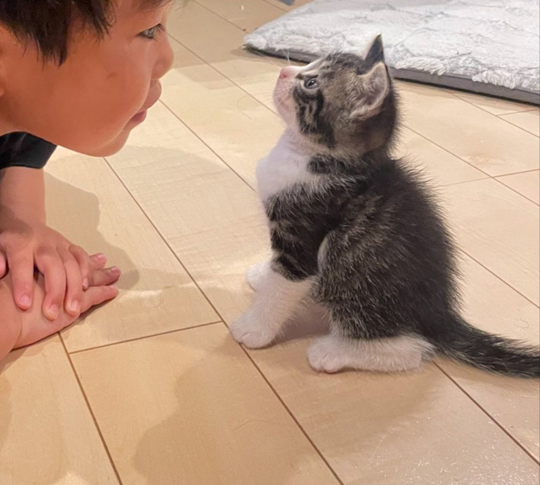話を聞く子猫