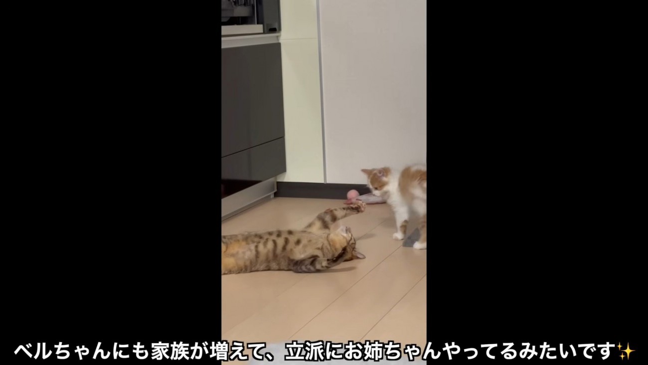 子猫の相手をする猫