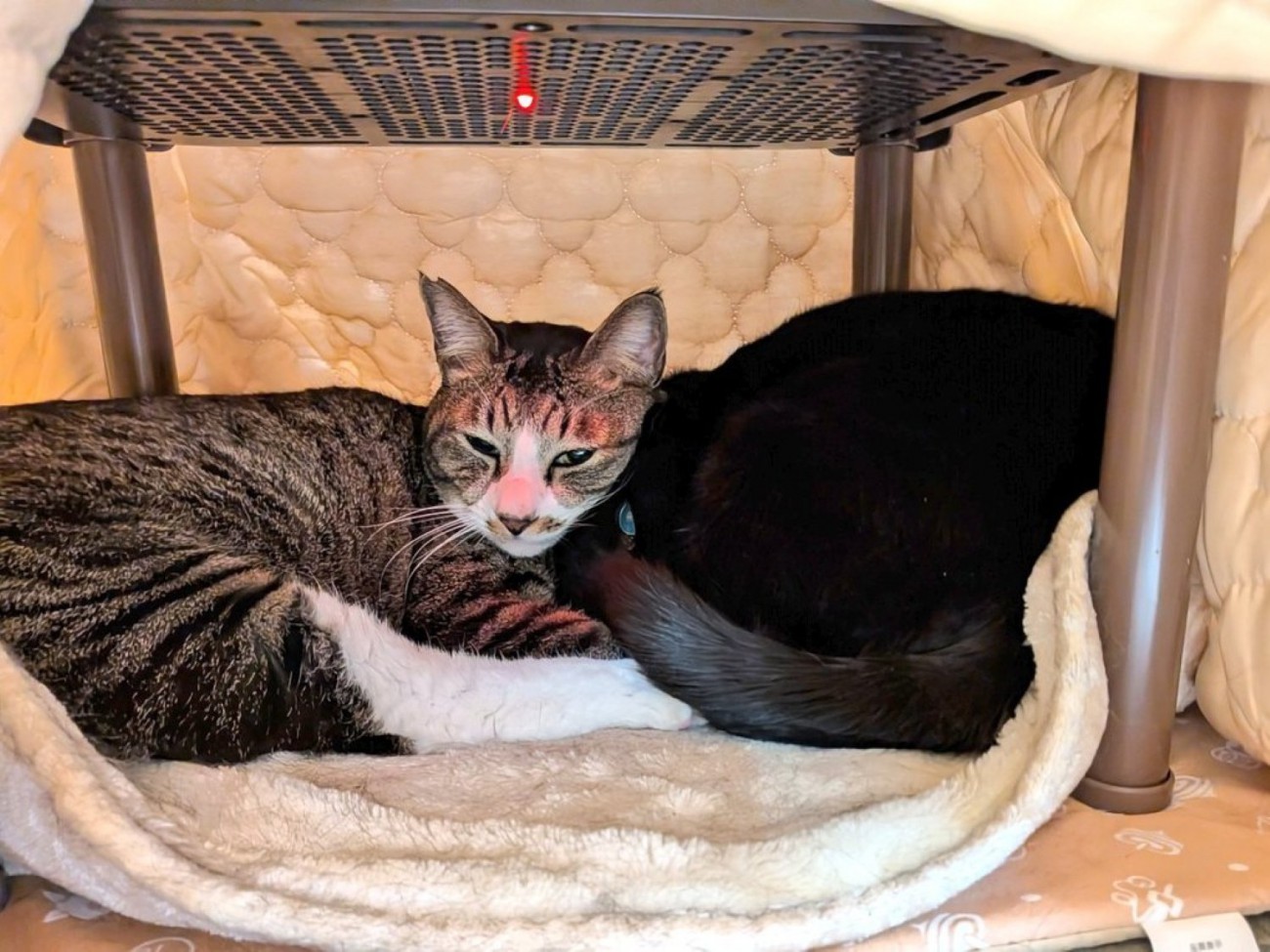 こたつの中で丸くなる2匹の猫