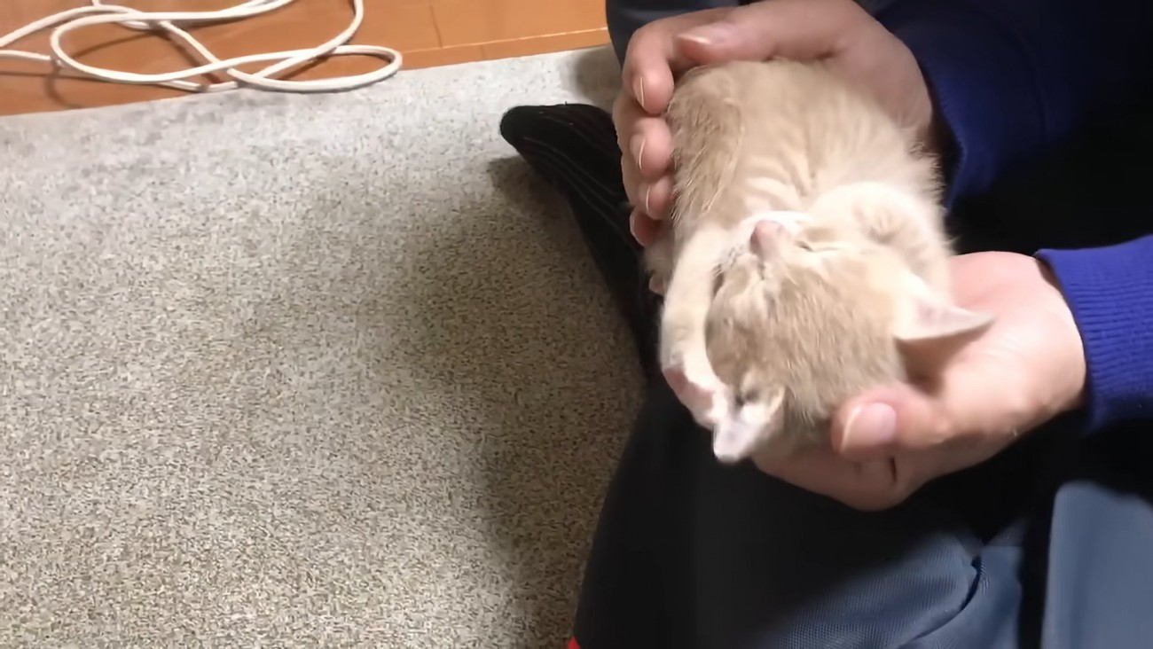 手のひらの上の子猫