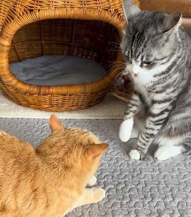 右前足を上げるサバ白猫