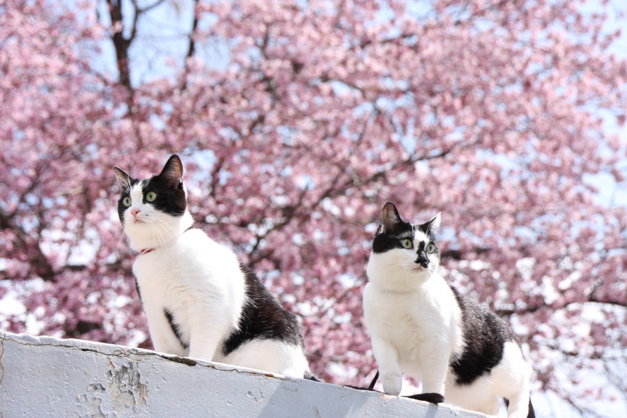猫が春になると変わる気持ちや体のこと