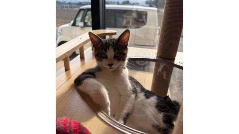 キャットタワーにいる猫