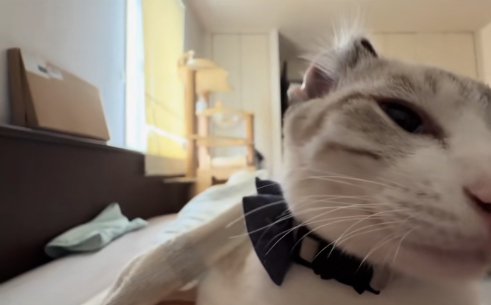 画面右側によっている耳が反りかえっている見切れた猫