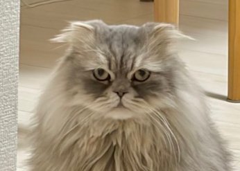 長毛猫のカメラ目線アップ