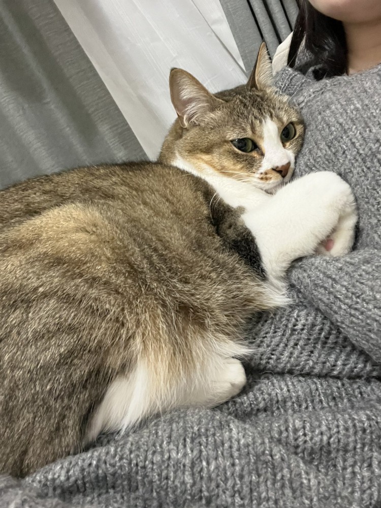 飼い主に抱っこされてくつろぐキジ白の様子