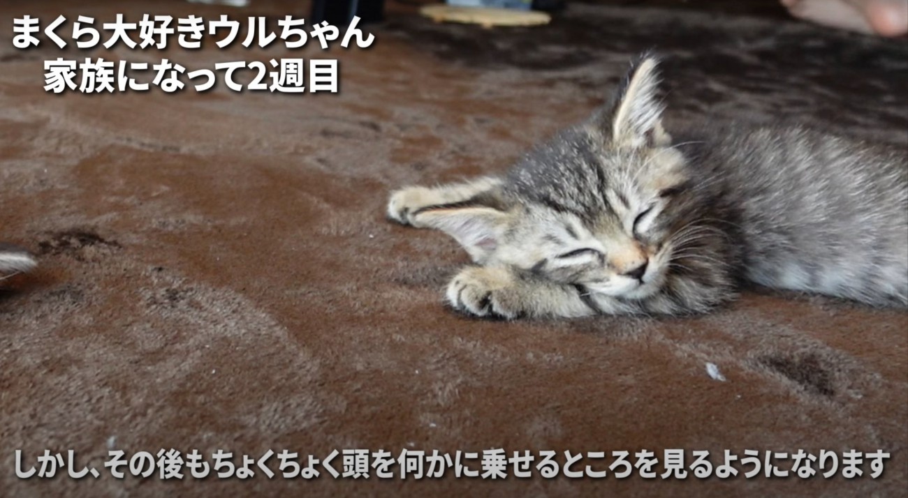 眠る子猫
