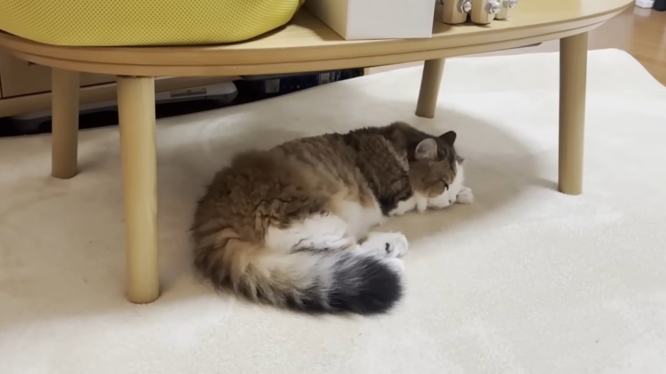 テーブルの下で寝ている猫