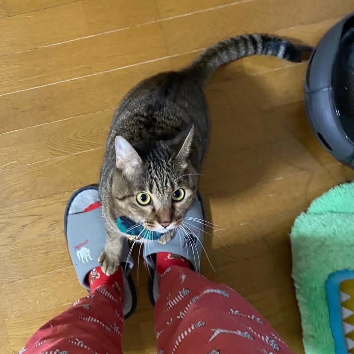 人の足元にいる猫