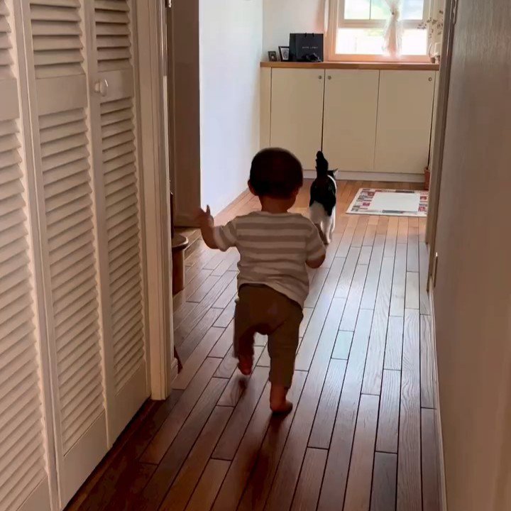 歩く猫と赤ちゃん