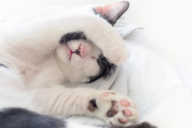 猫が土下座の格好で寝る3つの意味