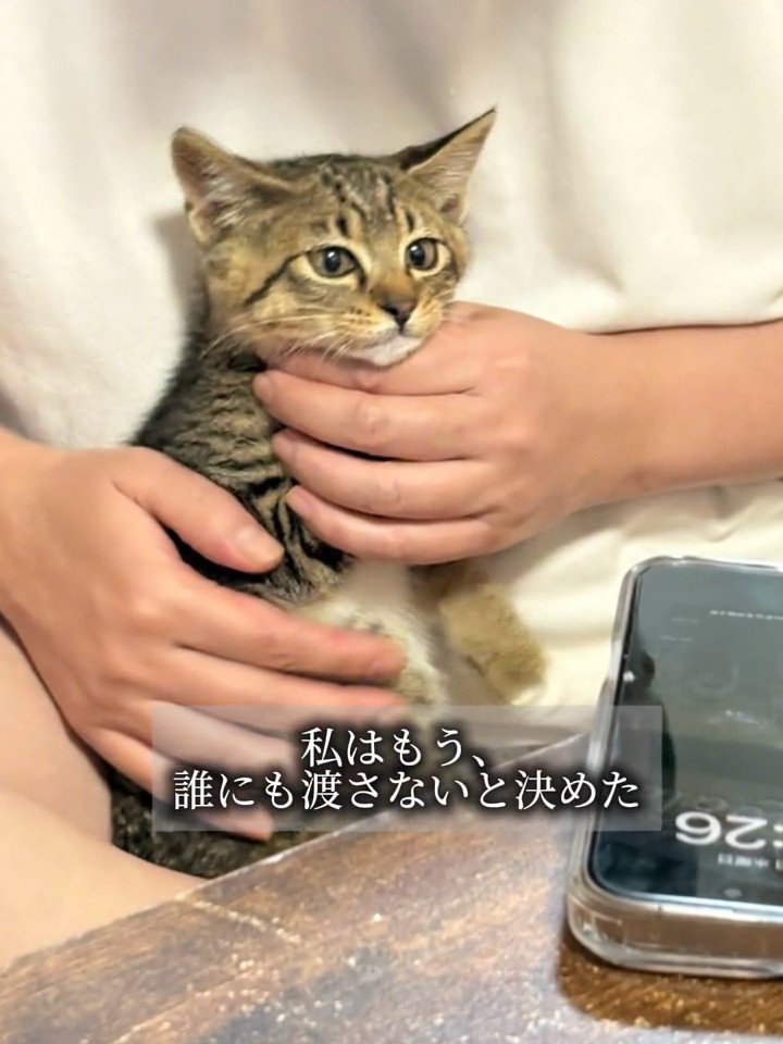 抱っこされる子猫