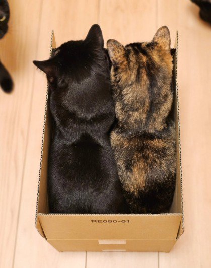 段ボールに入った2匹の猫の後ろ姿