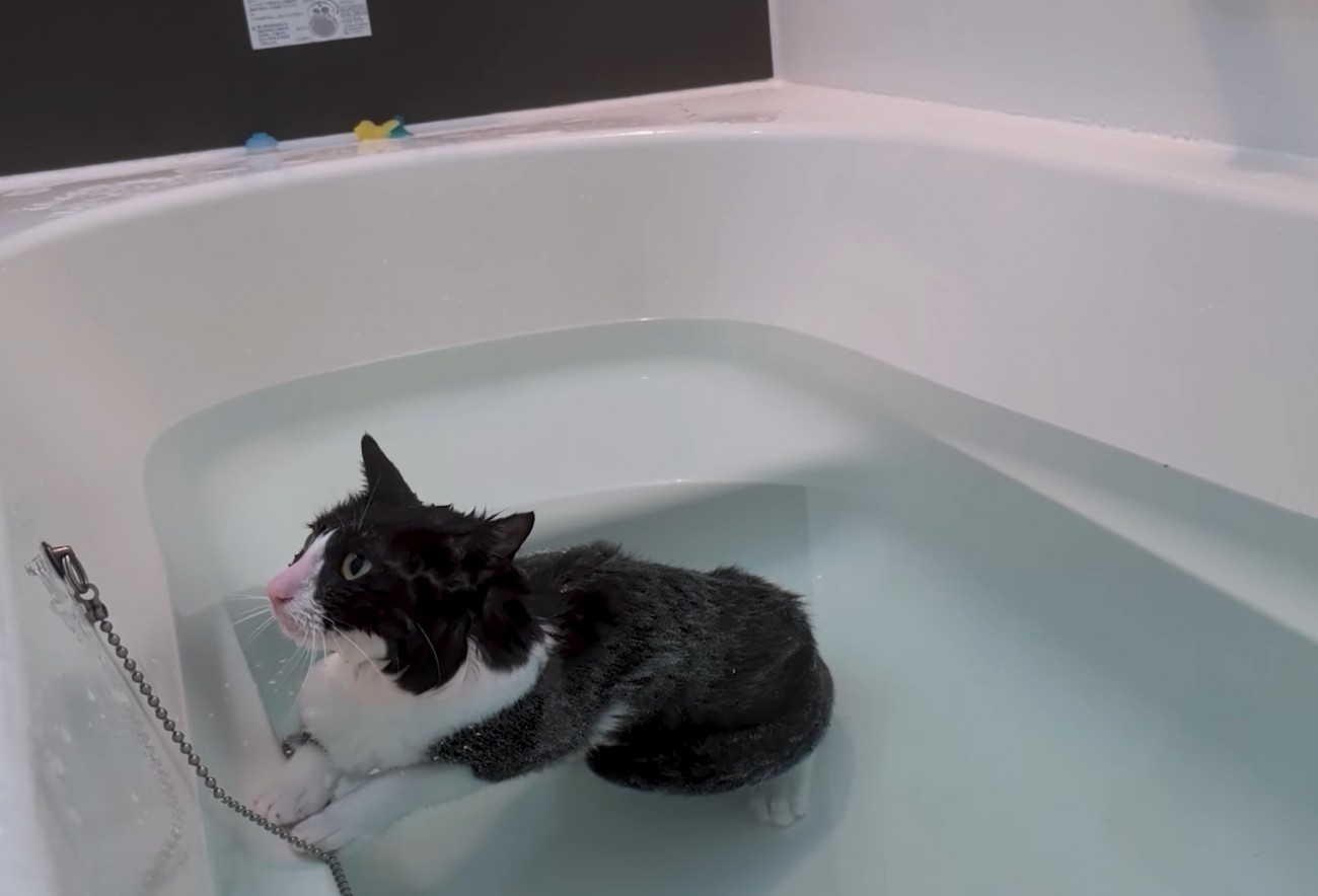 入浴する猫