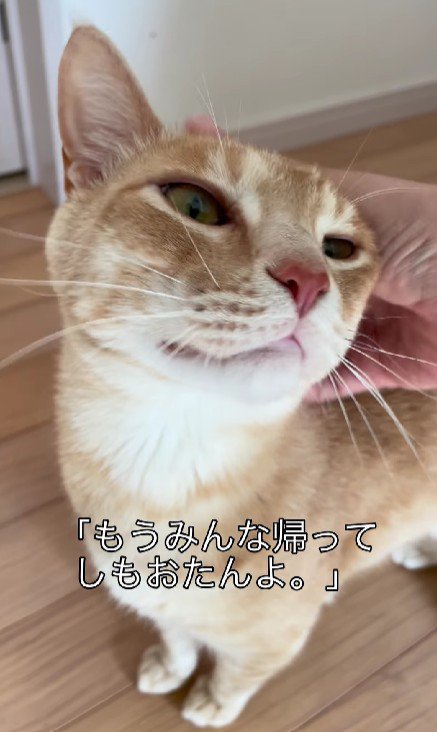 なでられる猫