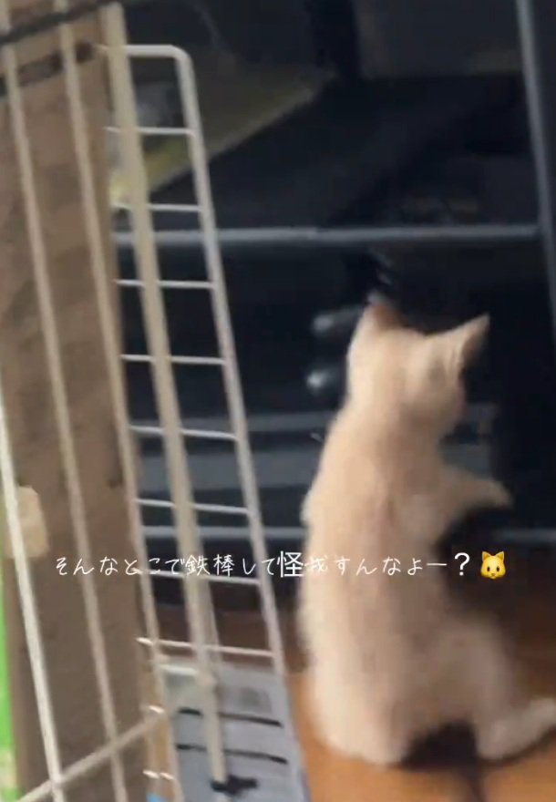 床に座る猫